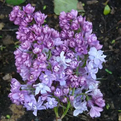 Сирень НАДЕЖДА в Жодино