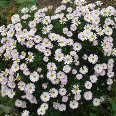 Астра ВАЙС многолетняя в Жодино