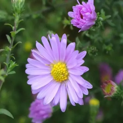 Астра СТРОУБЕРРИ ЭНД КРИМ новобельгийская в Жодино