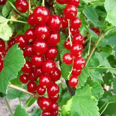 Смородина красная ФЕРТОДИ в Жодино