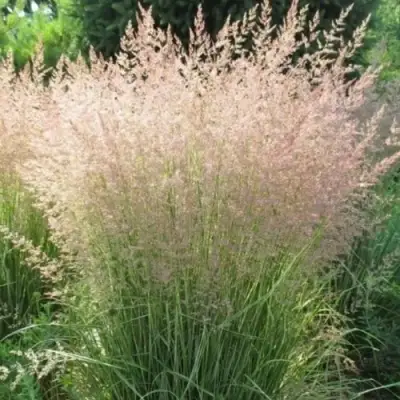 Вейник ОВЕРДАМ остроцветковый в Жодино