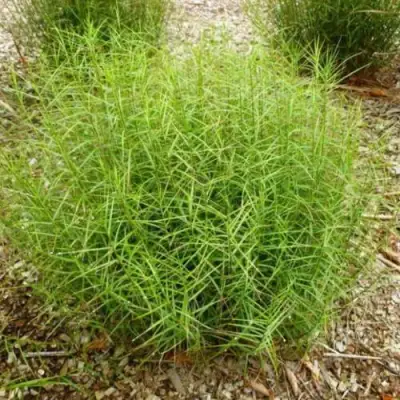 Осока ПАЛЬМОЛИСТНАЯ в Жодино