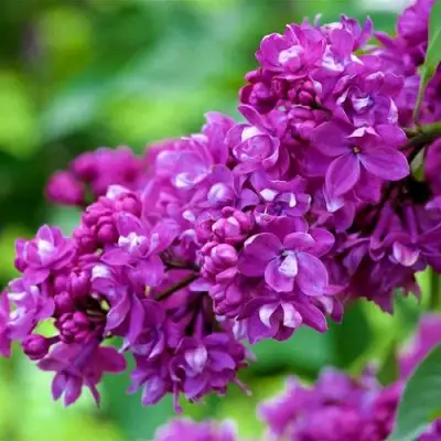 Сирень ОГНИ ДОНБАССА в Жодино