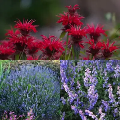 Комплект АРОМАТНЫЙ ЧАЙ в Жодино