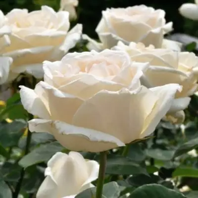 Роза БОИНГ чайно-гибридная в Жодино