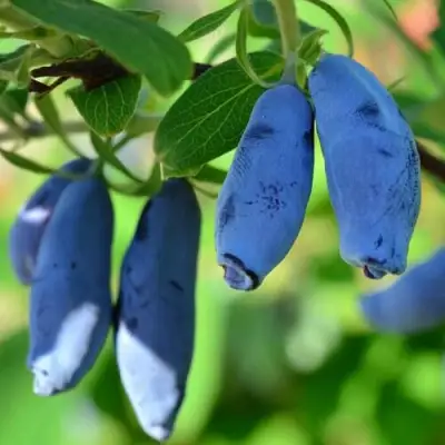 саженцы жимолости труженица