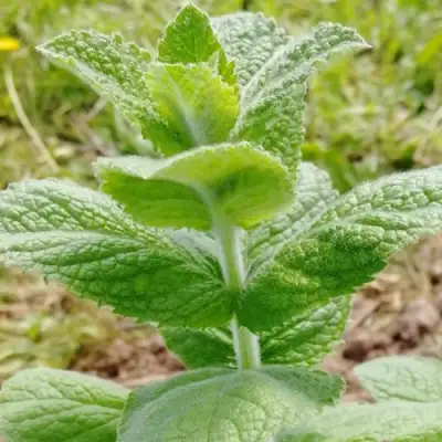 Мята яблочная в Жодино