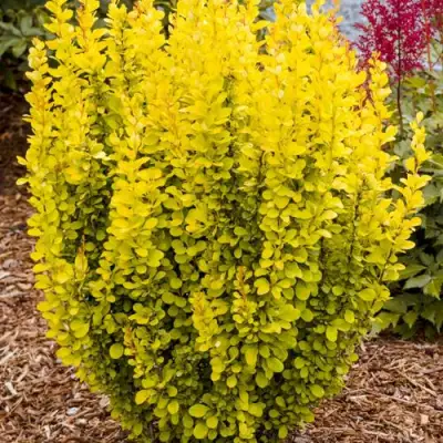 Барбарис ГОЛДЕН ТОРЧ тунберга в Жодино