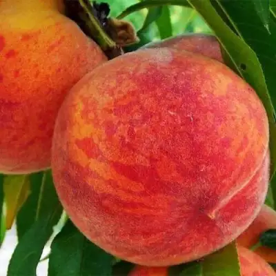 Персик ЗОЛОТОЙ ЮБИЛЕЙ в Жодино