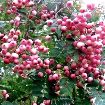 Рябина COREAL сладкоплодная  в Жодино