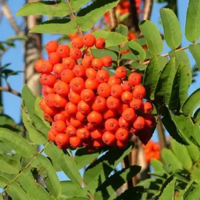 Рябина САХАРНАЯ ПЕТРОВА сладкоплодная в Жодино