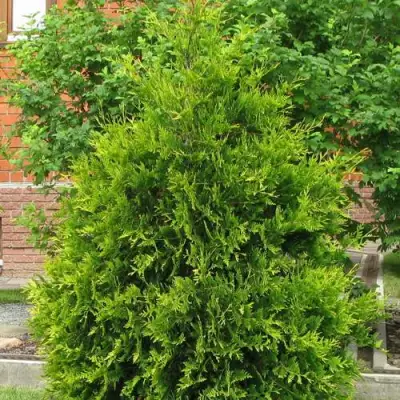 Туя АНЯ (АНИЕ) западная в Жодино