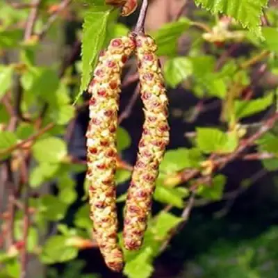 Береза бородавчатая в Жодино