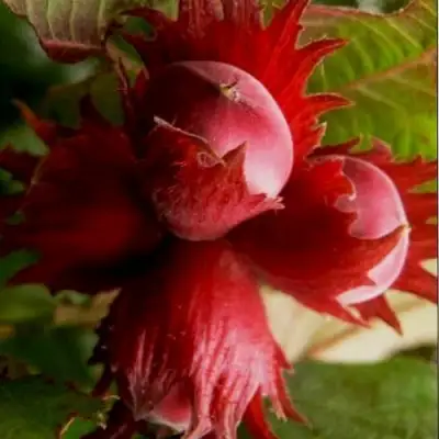 Фундук БАГРЯНЕЦ в Жодино