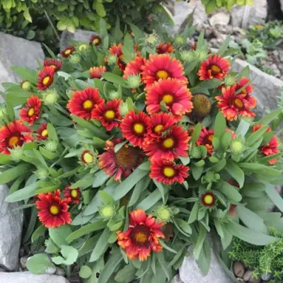 Гайлардия АРИЗОНА РЕД ШЕЙДС в Жодино