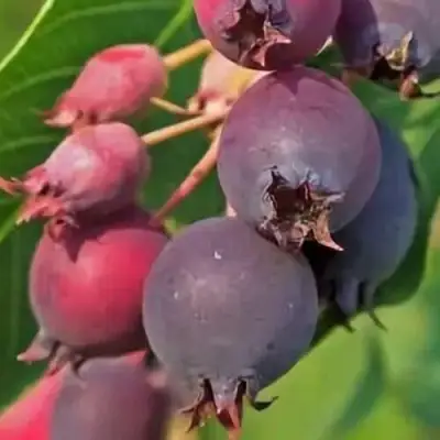 Ирга MANDAN в Жодино