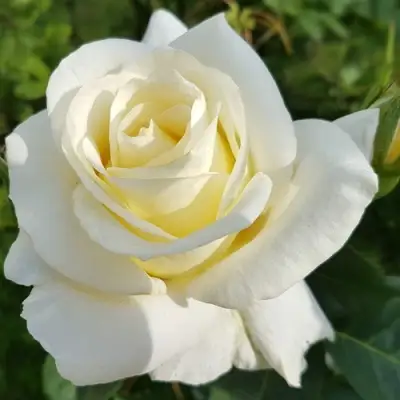 Роза МОНДИАЛЬ чайно-гибридная в Жодино