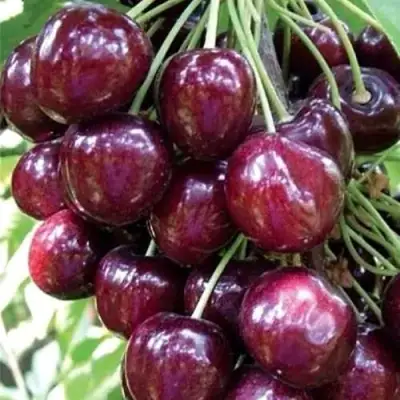 Черешня СИЛЬВИЯ колоновидная в Жодино