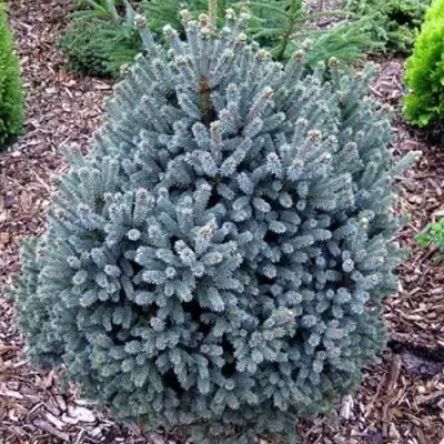 Ель НАНА сизая в Жодино