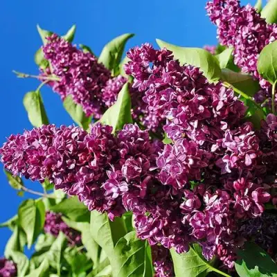 Сирень ЧАРЛЬЗ ДЖОЛИ в Жодино