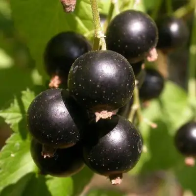 Смородина чёрная БИНАР в Жодино