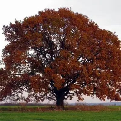 Дуб скальный в Жодино