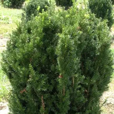 Тис ХИКСИ средний в Жодино