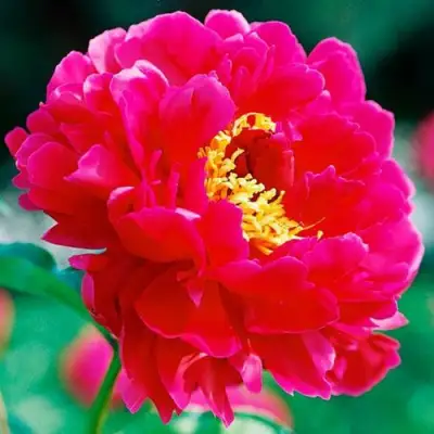 Пион ХРАБРЫЙ ВОИН травянистый в Жодино