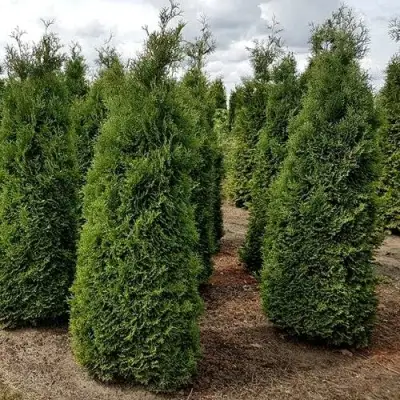 Туя ХОЛМСТРУП западная в Жодино