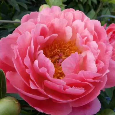 Пион КОРАЛ САНСЕТ травянистый в Жодино