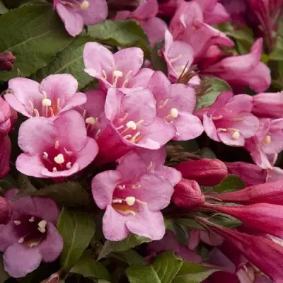 Вейгела ФЛОРИДА в Жодино