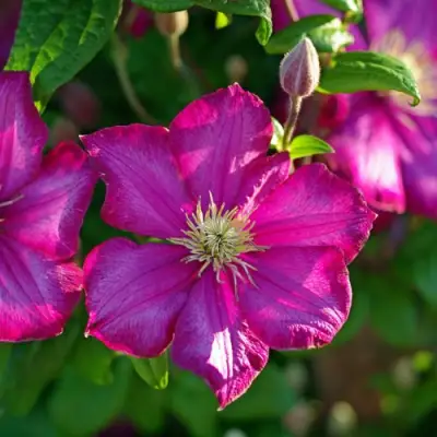 Клематис КАРМЕНСИТА в Жодино