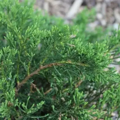 Можжевельник РОКЕРИ ДЖЕМ казацкий  в Жодино