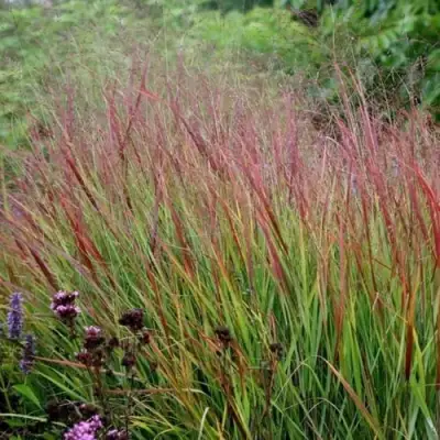 Просо РЕБРАУН прутьевидное в Жодино