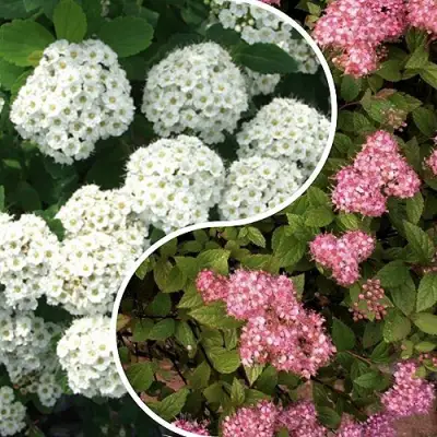 Комплект ТАЛАНТЛИВЫЙ САДОВОД в Жодино