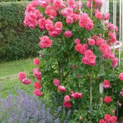 Роза РОЗАРИУМ ЮТЕРСОН плетистая в Жодино