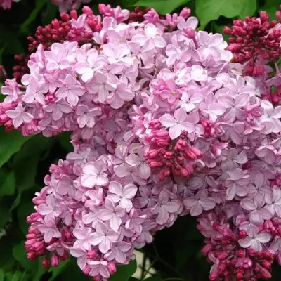 Сирень ЭСТЕР СТЕЙЛИ в Жодино