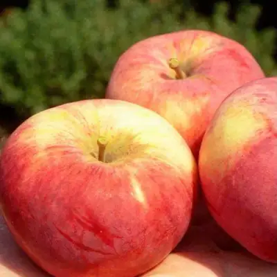 Яблоня ОРЛОВИМ в Жодино