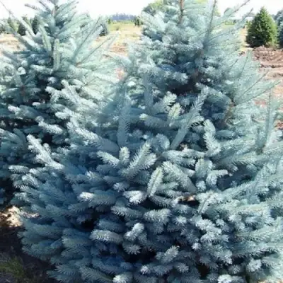 Ель ГЛАУКА колючая в Жодино