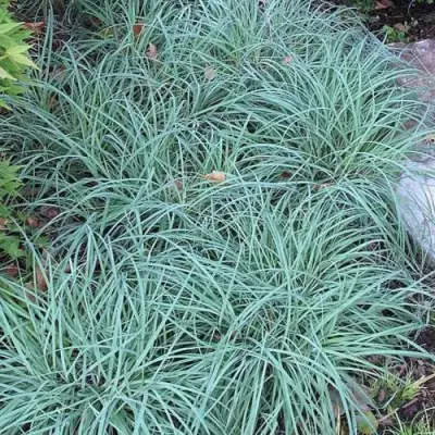 Осока БЛЮ ЗИНГЕР в Жодино