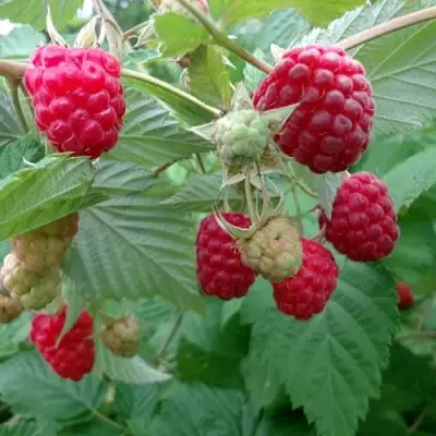 Малина ПРОСТО ПРЕЛЕСТЬ (СТОЛЕШНИК) в Жодино