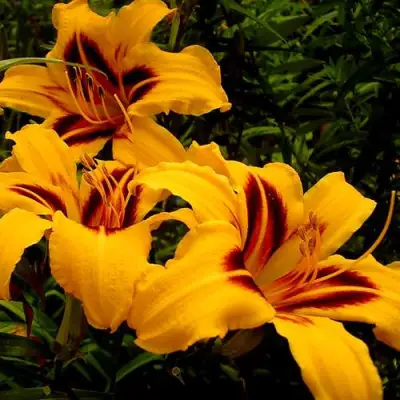 Лилейник БОНАНЗА гибридный в Жодино