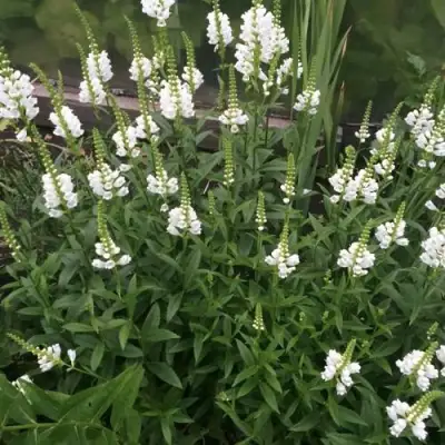 Физостегия АЛЬБА виргинская в Жодино