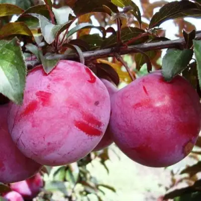 Слива ЛАМА в Жодино