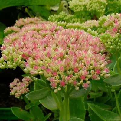 Очиток (седум) БРИЛЛИАНТ в Жодино