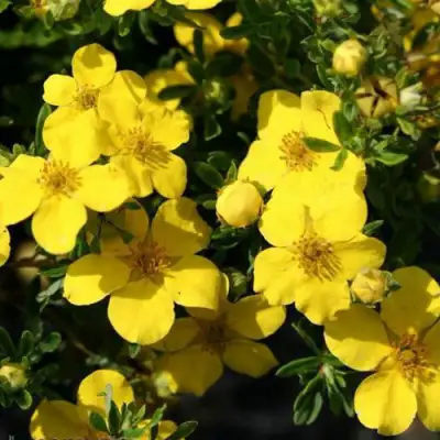 Лапчатка ХАКМАНС ГИГАНТ кустарниковая в Жодино