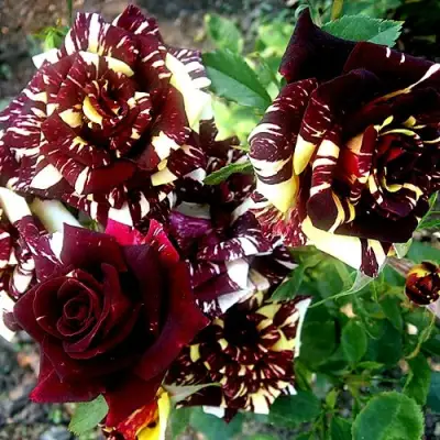 Роза ФОКУС ПОКУС флорибунда в Жодино