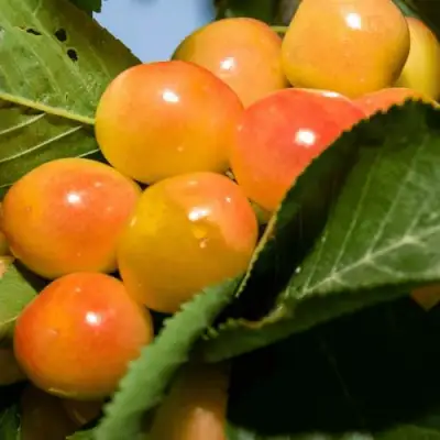 Дюк (черевишня) БЕЛОЧКА в Жодино