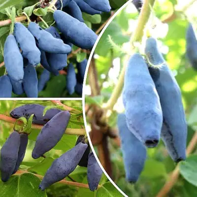 Комплект СЛАДКИЕ ХИТЫ в Жодино