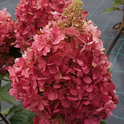 гортензия канделайт